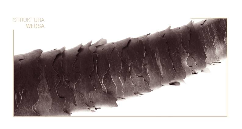 structure of medium porosity hair