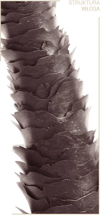 structure of high porosity hair