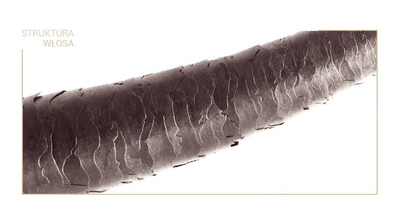 Structure of low porosity hair